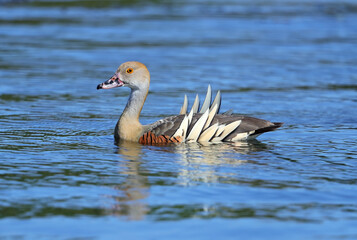 Plumed Whistling Duck, Dendrocygna eytoni