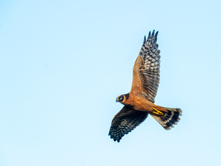 Pallid Harrier, Circus macrourus