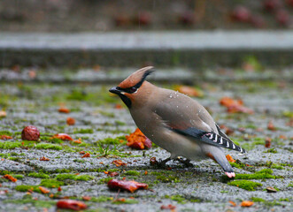 Japanese Waxwing, Bombycilla japonica