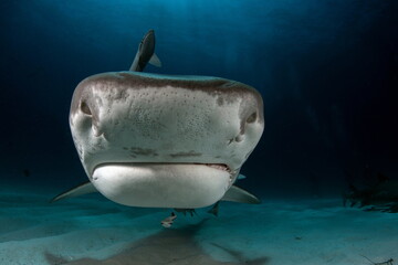 Tiger Shark on Tiger Beach Bahamas