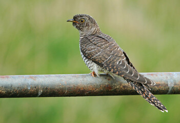 Common Cuckoo, Cuculus canorus