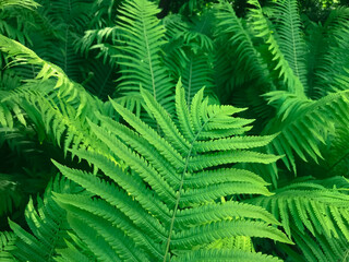 Fototapeta na wymiar Perfect big green fern leaves in the forest