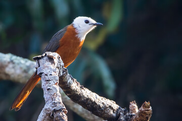 White-headed Robin-Chat, Cossypha heinrichi