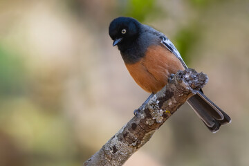 Rufous-bellied Tit, Melaniparus rufiventris