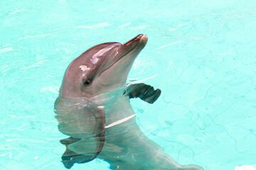 Naklejka premium the dolphin in the pool