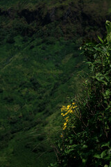 Yellow forest flowers on green green foliage.  Outdoor valley photography. 
