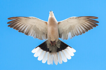 Eurasian Collared Dove, Streptopelia decaocto