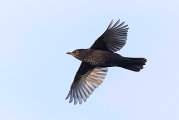 Eurasian Blackbird, Turdus merula