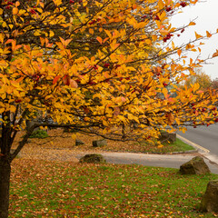Golden leaves on autumn tree, Moreton in Marsh Cotswolds England UK