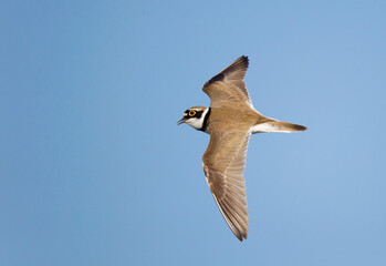 Little Ringed Plover, Charadrius dubius