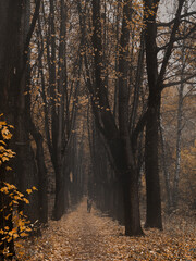 Person walking in the distance of foggy tree alley covered by yellow fallen leaves in autumn