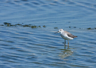 Marsh Sandpiper, Tringa stagnatilis