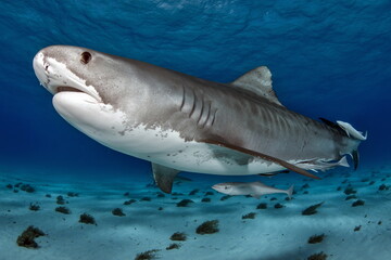 Tiger Shark on Tiger Beach Bahamas