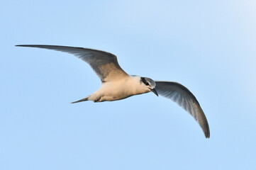 Black-naped Tern, Sterna sumatrana