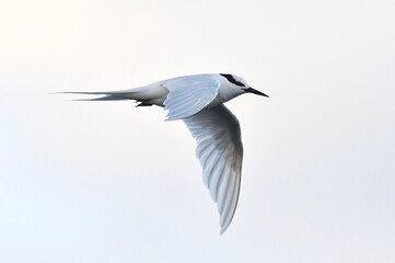 Black-naped Tern, Sterna sumatrana