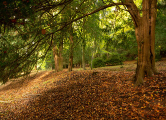 Golden leaves on autumn tree, Moreton in Marsh Cotswolds England UK