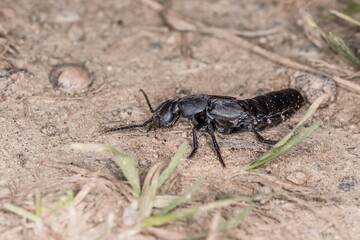 Schwarzer Moderkäfer in Abwehrhaltung und Verteidigungsposition kurz vor Angriff im Bayerischen Wald, Deutschland Europa