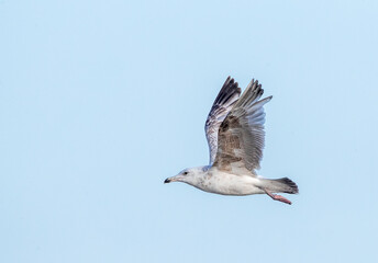 European Herring Gull, Larus argentatus