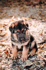 Charming little thoroughbred dog, kennel of high-bred German shepherds. Cute black and red German shepherd puppy sitting on a background of yellow autumn leaves.