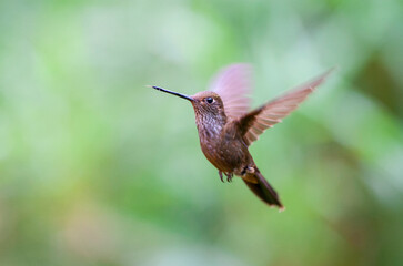 Fototapeta premium Bronzy Inca, Coeligena coeligena