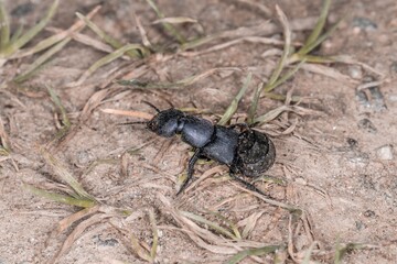 Schwarzer Moderkäfer in Abwehrhaltung und Verteidigungsposition kurz vor Angriff im Bayerischen Wald, Deutschland Europa