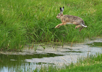 Obraz na płótnie Canvas European Brown Hare, Lepus europaeus