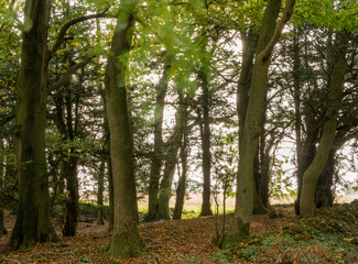 Fototapeta premium Golden leaves on autumn tree, Moreton in Marsh Cotswolds England UK