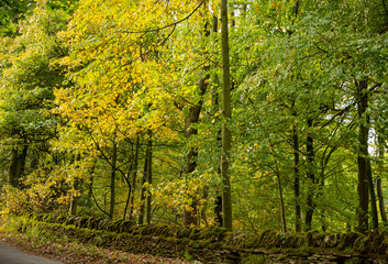 Golden leaves on autumn tree, Moreton in Marsh Cotswolds England UK