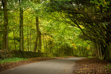 Obraz premium Golden leaves on autumn tree, Moreton in Marsh Cotswolds England UK