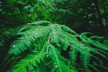 fern in the woods