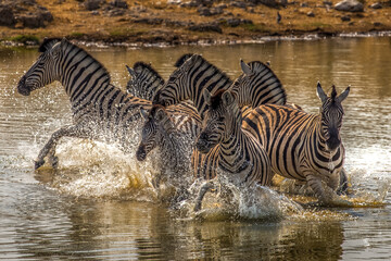 Fototapeta na wymiar herd of zebras running in the water, Etosha national park, Namibia