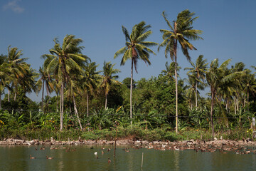 Lagoon, plenty of ducks, flanked by palm trees in South Sulawesi, Indonesia