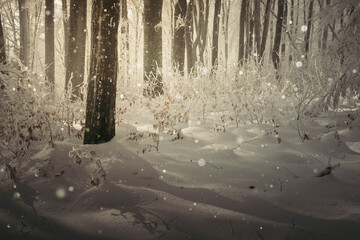 snow falling in forest at sunset, magical winter landscape