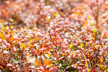 autumn in the tundra, red leaves on the moss background