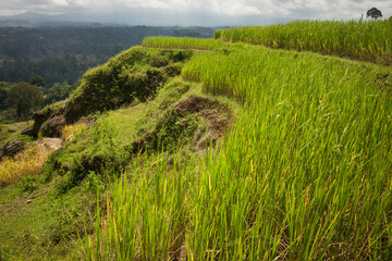 Panoramic view of some beautiful green Torajan terraced rice fields, Sulawesi, Indonesia