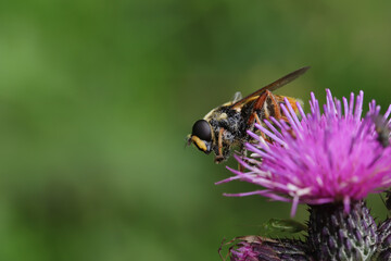 Sericomyia silentis a species of hoverfly sitting on a flower