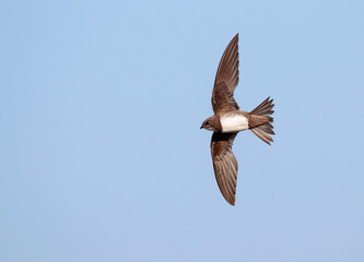 Alpine Swift, Apus melba