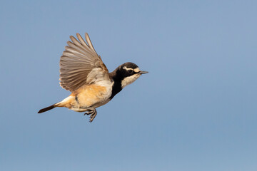 Capped Wheatear, Oenanthe pileata