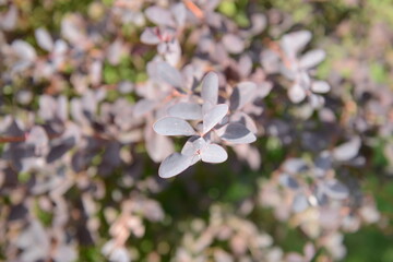 Abstract floral nature background in lilac and green colors.
