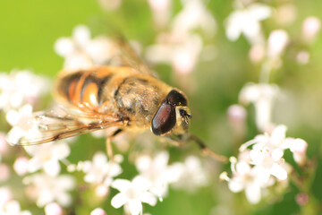 Sericomyia silentis a species of hoverfly sitting on a flower