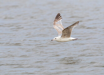 Naklejka premium European Herring Gull, Larus argentatus