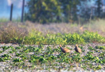 Grey Partridge, Perdix perdix