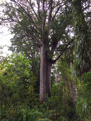 Obraz premium Waipoua Forest, New Zealand