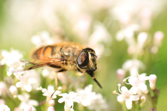 Sericomyia silentis a species of hoverfly sitting on a flower