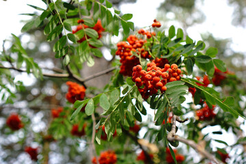 Rowan tree with red berries. Bright nature background.