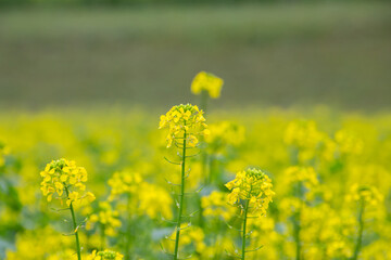 Field with yellow flowers of rapeseed, also called Brassica napus or Raps