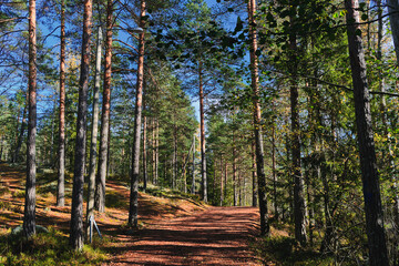 Hiking trail in Nuuksio National Park, Finland.