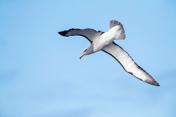 Salvin's Albatross, Thalassarche salvini