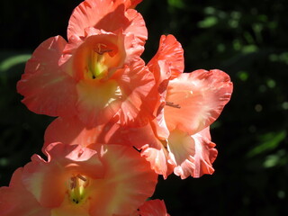 Pink gladiolus flowers are illuminated by sunlight