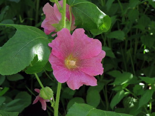 Lilac mallow flower among green leaves